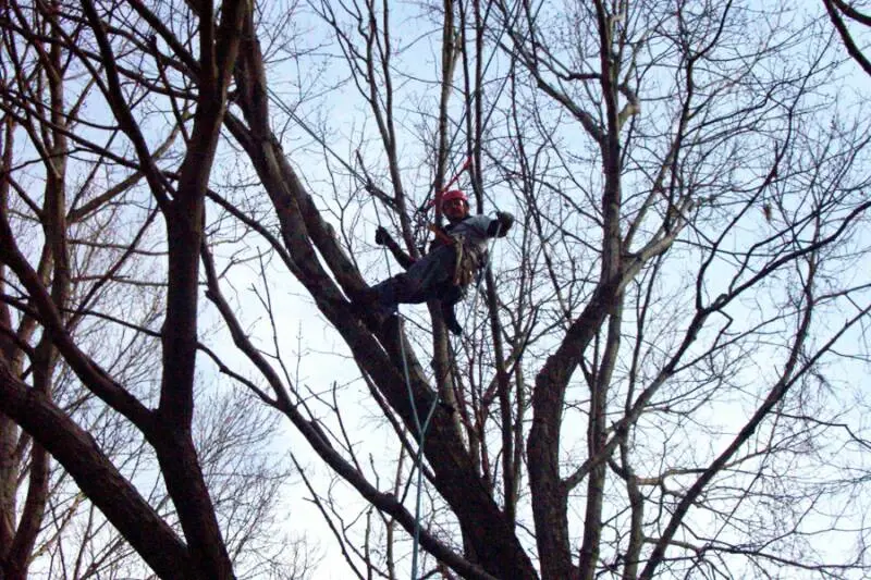 Tree Service in Hamden, CT