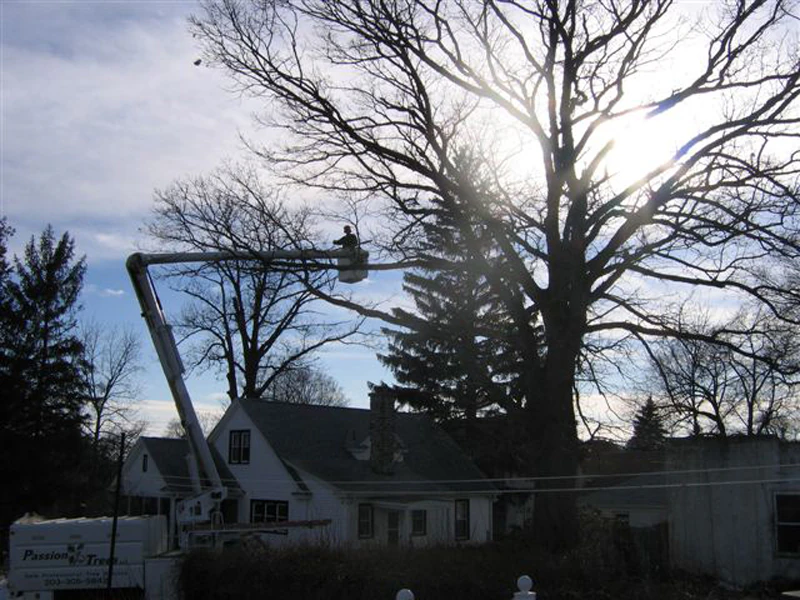 Passion For Trees bucket truck reaching high into a large backlit tree over a Connecticut home