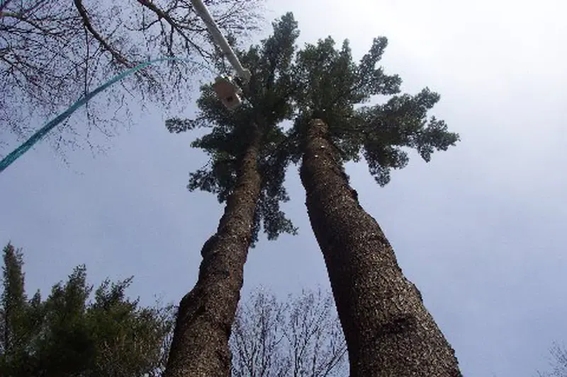 Looking up at two tall Connecticut pines being worked from a bucket lift