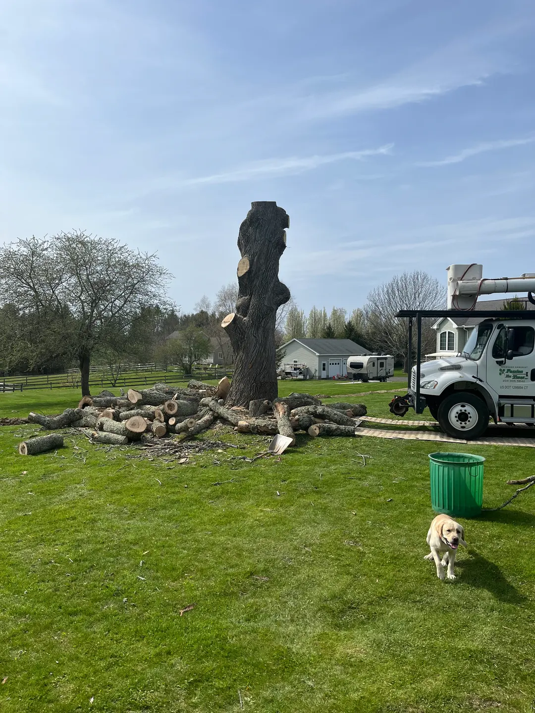 Tree Service in Berlin, CT