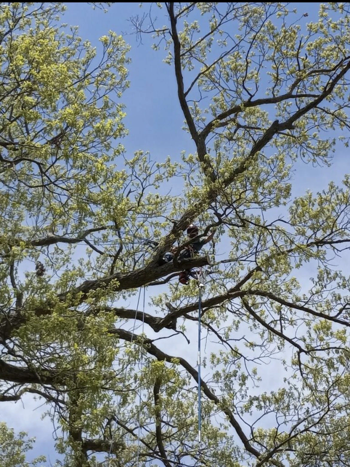 A Passion For Trees climber high up in a large tree