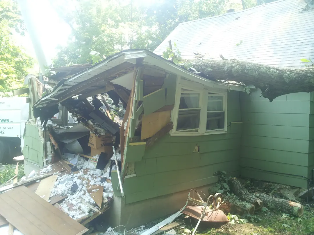 Tree Service in Bristol, CT