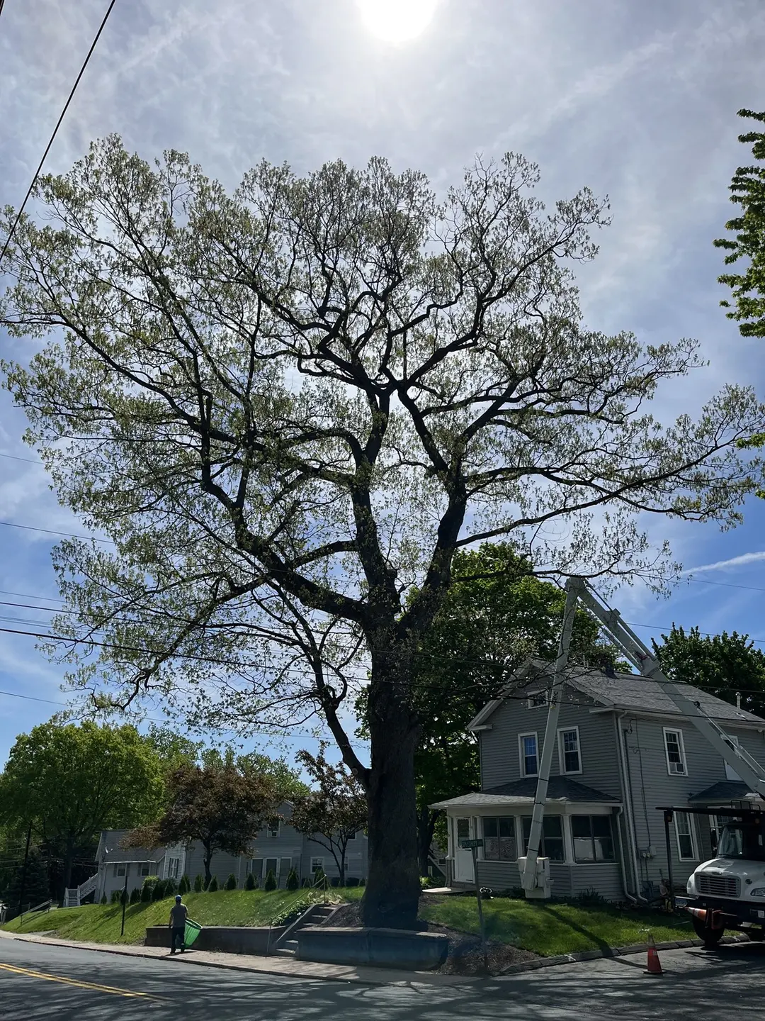 Tree Service in Farmington, CT