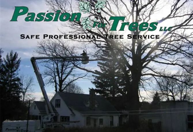 Tree Service in Cheshire, CT