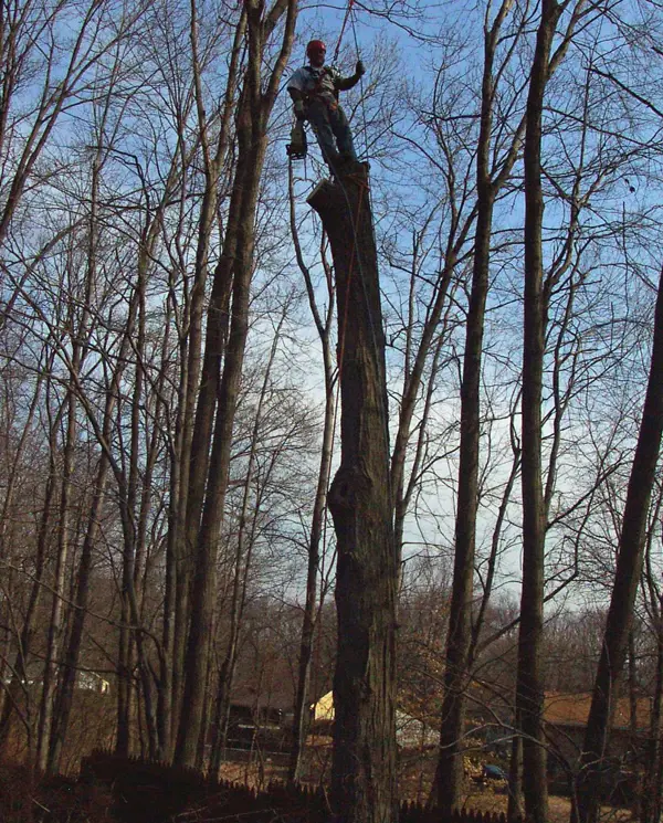 Tree Service in Wolcott, CT