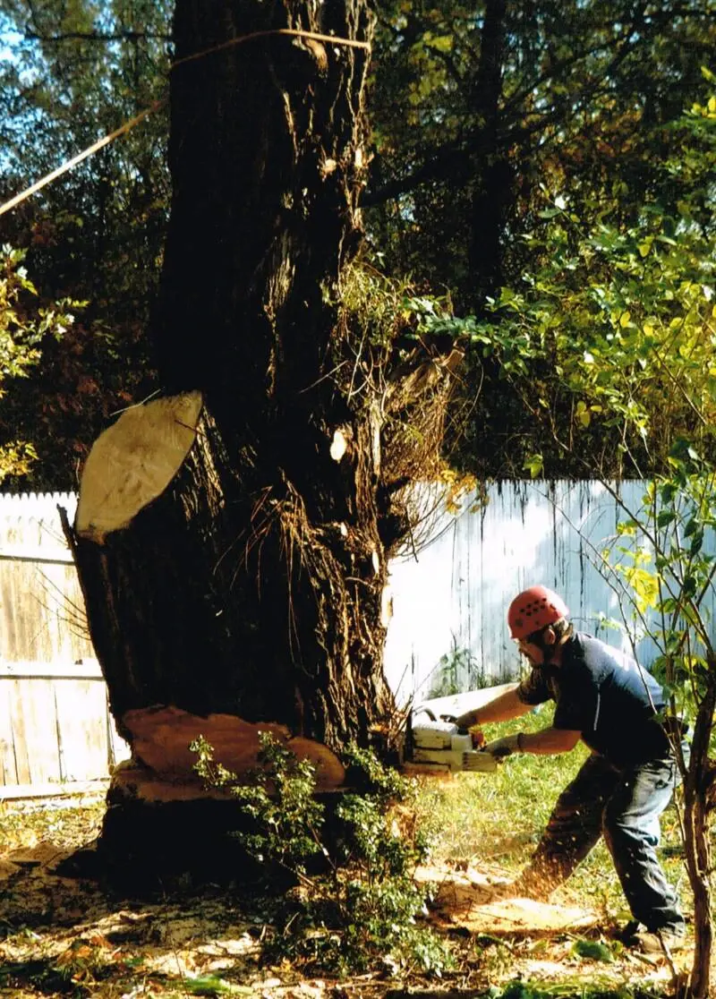 A Passion For Trees crew member making a felling cut at the base of a large trunk