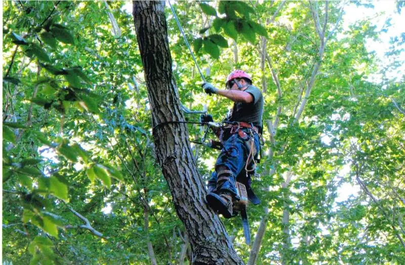 Passion For Trees arborist climbing high into a leafy tree on rope, where a bucket truck cannot reach