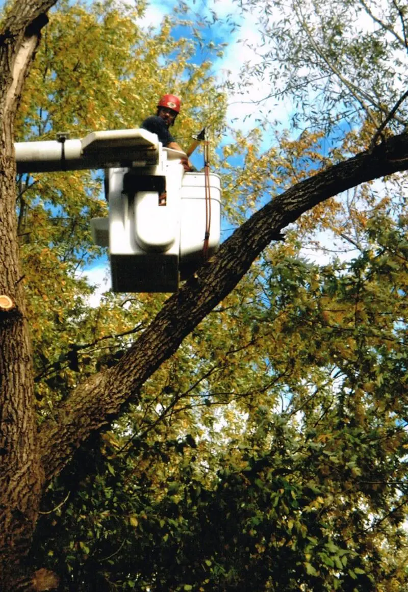 A Passion For Trees climber working from the bucket high in a large tree